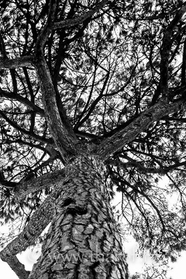 Photo Aléatoire