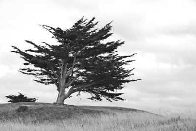 Photo arbre